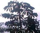 Imagem planta Ambay Cecropia poltata, cecropia palpata