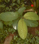 Imagem Planta Arazá Guayaba Psidium Guajaba