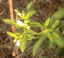 Imagem planta Caá jhe-e- stevia Stevia Revaudiana