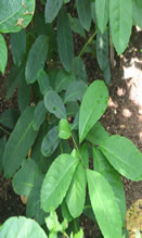 Imagem planta Caá Mate Chimarrão Ilex Paraguayensis